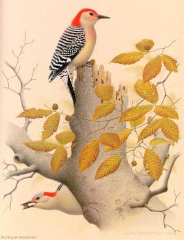 威廉 齊默曼 Red-bellied Woodpecker